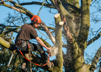 Таза Қазақстан: Алматыда апатты жағдайдағы ағаштарды санитарлық мақсатта кесу және алып тастау басталады